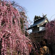 しだれ梅が咲き、春を感じる神社