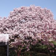 河津桜の銘木では　かじやの桜が一番？