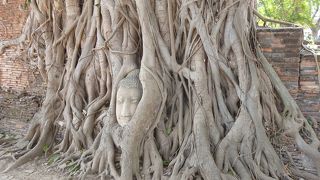 菩提樹の樹の根元に仏さまのお顔が。