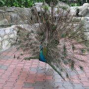 日本では珍しい？鳥専門の動物園