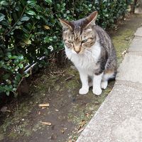 ニューオータニに住む、日本一贅沢なノラ猫です