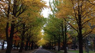 秋を感じる銀杏並木