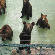 熊に餌やり：10元