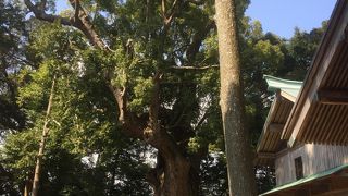 大きなカシがある神社