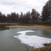 池の一部が凍っていました。