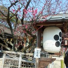 菅公の“飛梅伝説”が伝わる本殿前のご神木