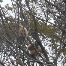 動物園が開園予定