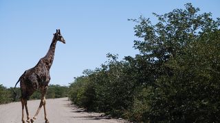 セルフドライブでサファリ