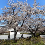 熱海桜が咲いていた