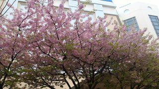 河津桜が咲きました