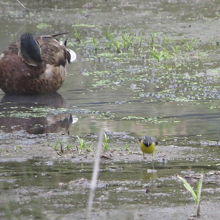 源泉付近の湿原で見られたマガモとキセキレイ