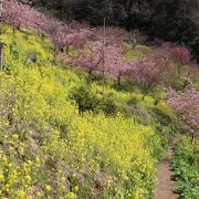 まつだ桜まつりの会場の少し奥にあります