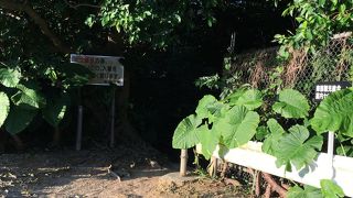 南風原陸軍病院糸数分室として使われていました。～糸数アブチラガマ～