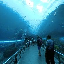 台湾最大の水族館 国立海洋生物博物館 
