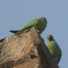 インコがいました