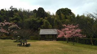 一山全部が植物園