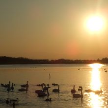 白鳥と夕日