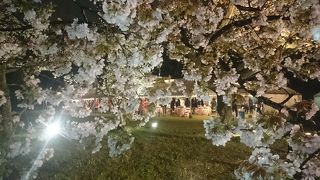 夜桜
