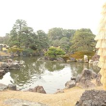 剪定の行き届いた松が魅力