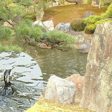 悠然と泳ぐ水鳥