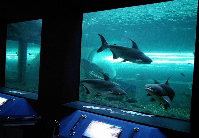 メコン アンダー ウォーター ワールド