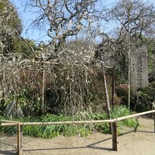 奥にあるお庭には梅の花がいっぱい