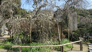 梅がきれいなお寺