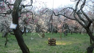 平日がすいています。