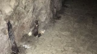 ひめゆり学徒が学徒看護隊要員として動員されていました。～南風原陸軍病院壕群第20号～