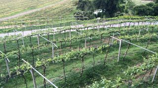 ホアヒン ヒルズ ヴィンヤード