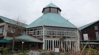 琵琶はまだ早いですが、菜の花がすごかった。