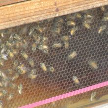 はちさん、ご苦労様です。^^