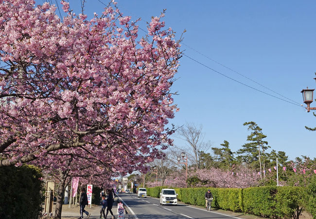 春を告げる白子の河津桜