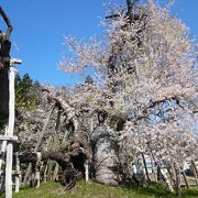 樹齢1200年のエドヒガンザクラ