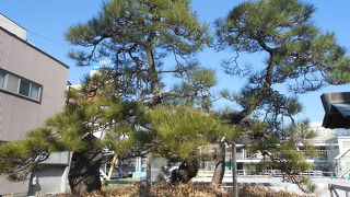 家康が鎧を掛けた松！