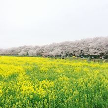 お花のコラボが綺麗です