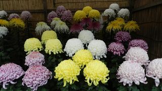 11月初旬に泉涌寺に行ったら菊花展をやっていました