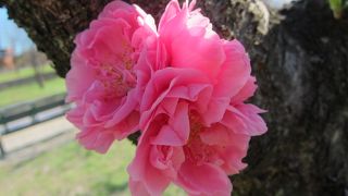 桃の花を見よう