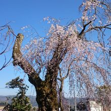 白兎のしだれ桜