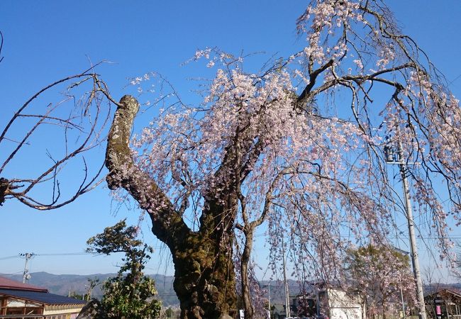 白兎のしだれ桜