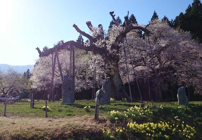 親子で咲いている桜