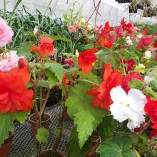 「熱川バナナワニ園」で南国気分も楽しめます。