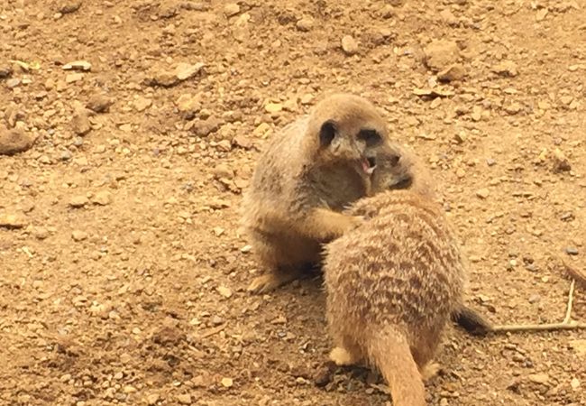 チェスター動物園