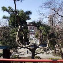 月の松越しに見た不忍池辯天堂