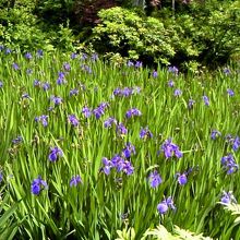 庭園のカキツバタ