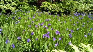 特別展「燕子花と紅白梅」と庭園のカキツバタを楽しむ贅沢