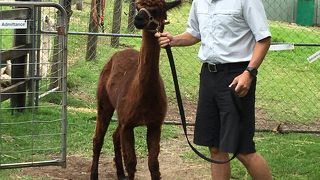 ローズモント アルパカ牧場