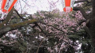 3月19日からの桜まつりの準備が整っていました