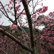 本部八重岳の桜祭りは終わっていたが……