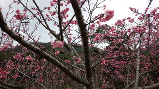 本部八重岳の桜祭りは終わっていたが……